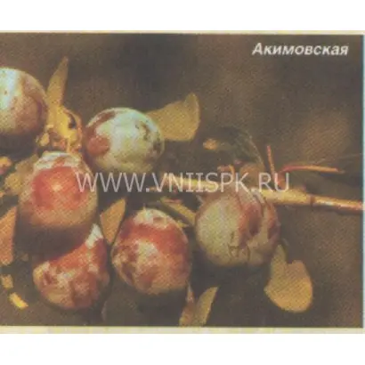 Акимовская