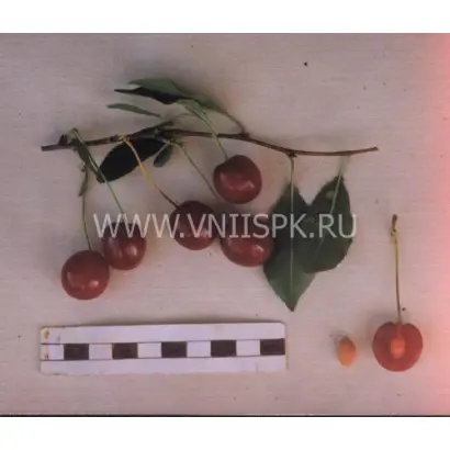 Низкорослая