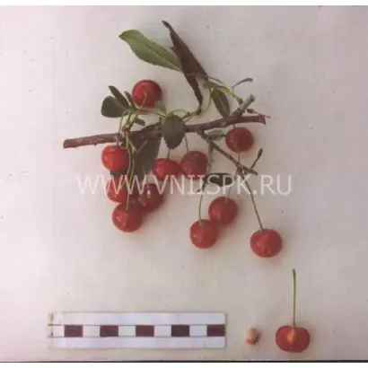 Нижнекамская