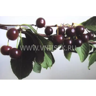 Облачинская