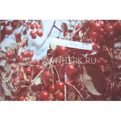 Окский рубин