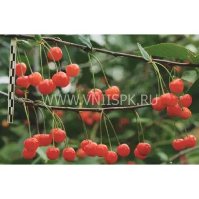 Памяти Машкина