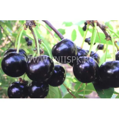 Память Ворончихиной