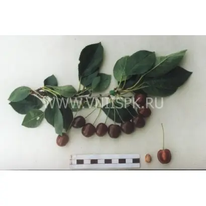 Память Сахарова