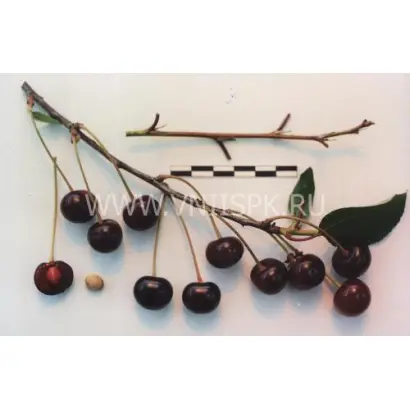 Подарок учителям