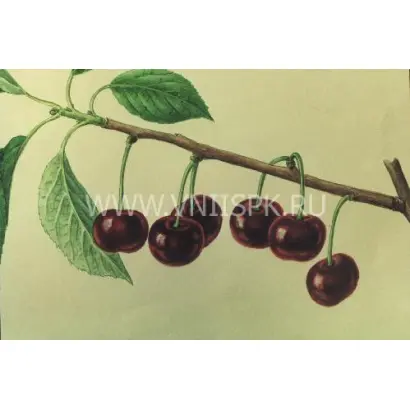 Подбельский