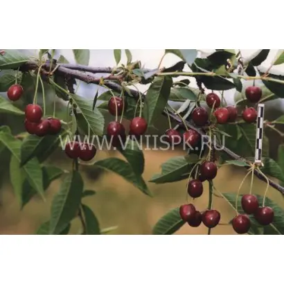 Превосходная Колесниковой