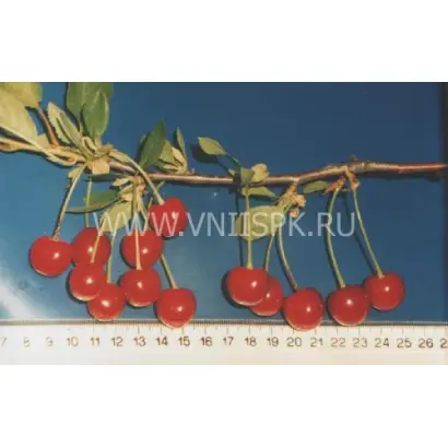 Расплётка Саратовская