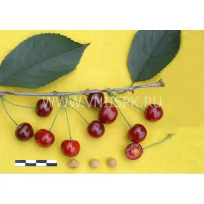 Расторгуевская