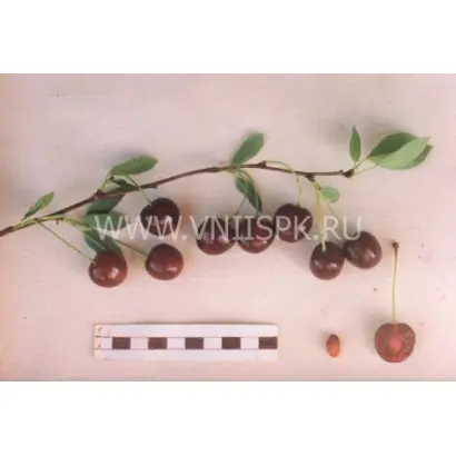 Севастьяновская