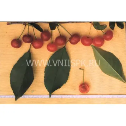 Сеянец Любской