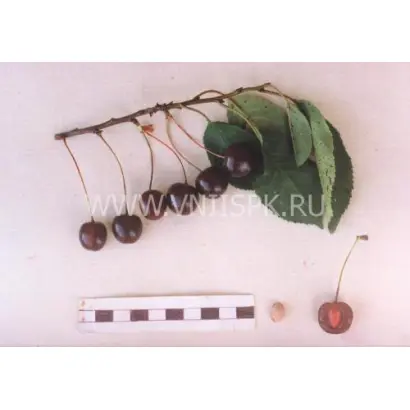 Тверитиновская