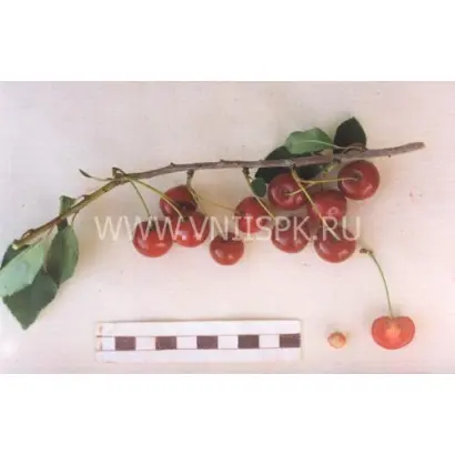 Труженица Татарии