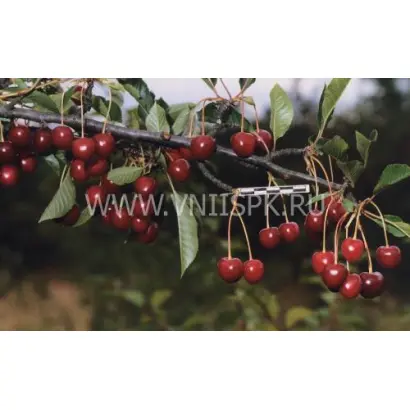 Тургеневка