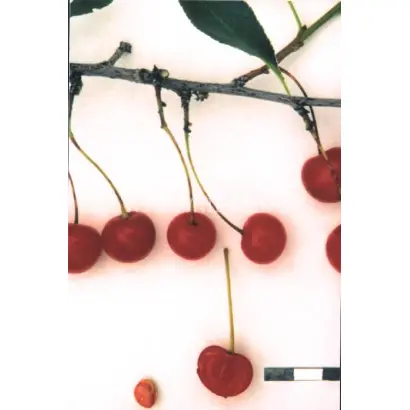 Уральская рябиновая