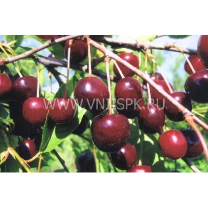 Чёрная крупная