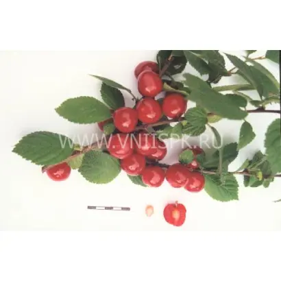 Океанская вировская