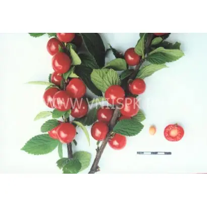 Осенняя вировская