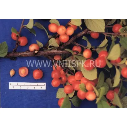 Розовая урожайная