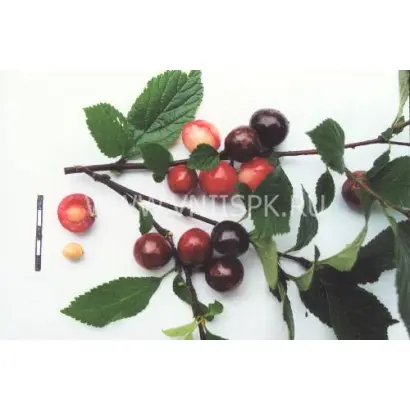 Смуглянка восточная