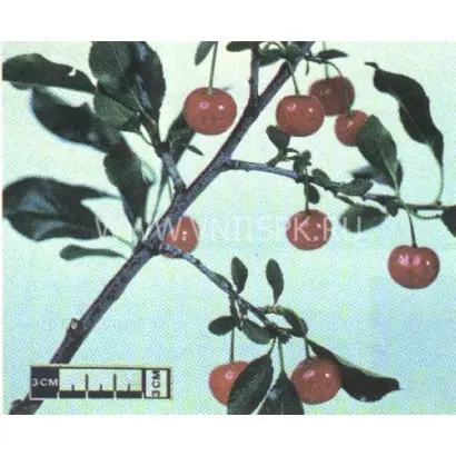 Алтайская крупная