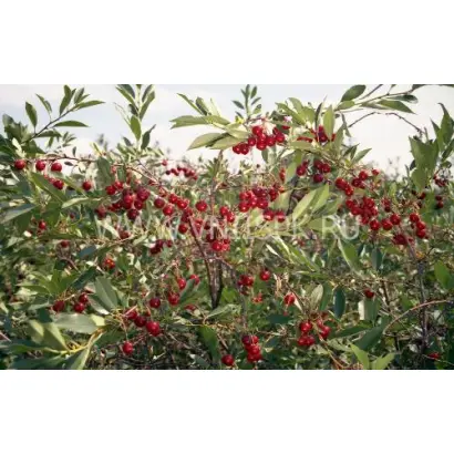 Алтайская ласточка