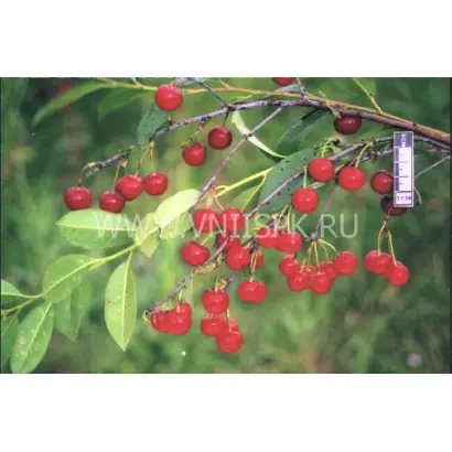 Алтайская ранняя