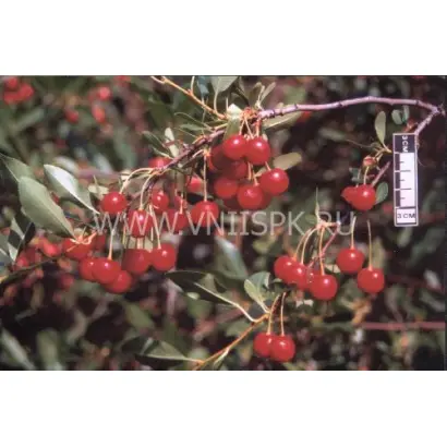 Змеиногорская