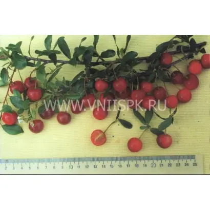 Курчатовская