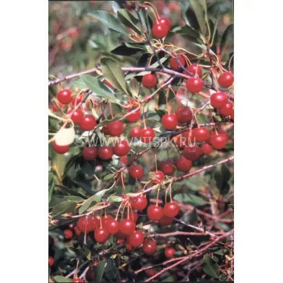 Максимовская