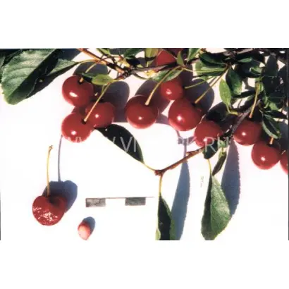 Мечта Зауралья