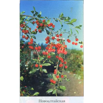 Новоалтайская