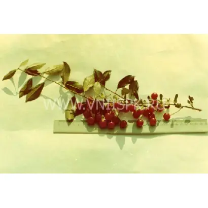 Новоселецкая