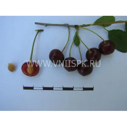 Ранняя степная