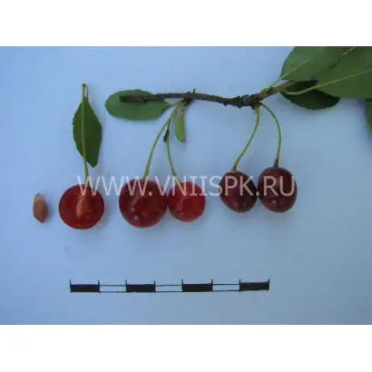 Саламатовская