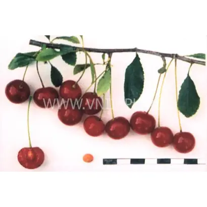 Свердловчанка