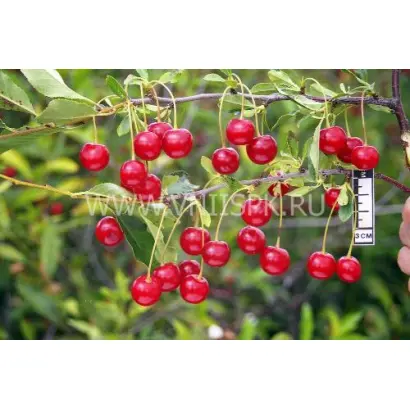 Субботинская