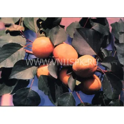 Восточно-Сибирский