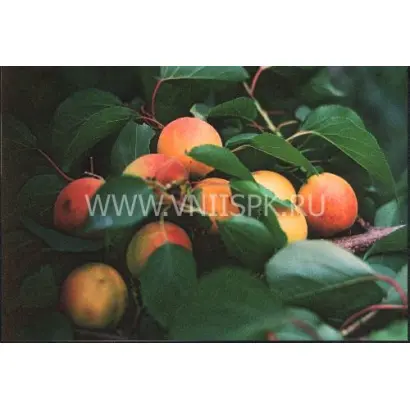 Восточный Саян