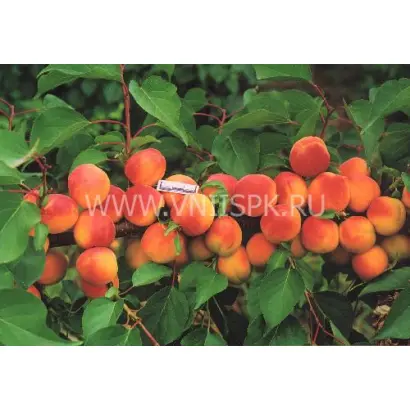 Горный Абакан