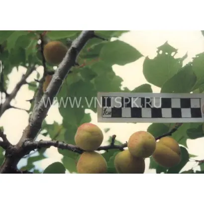 Жемчужина Жигулей