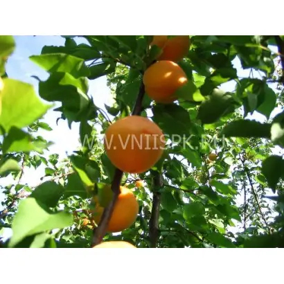 Краснощёкий