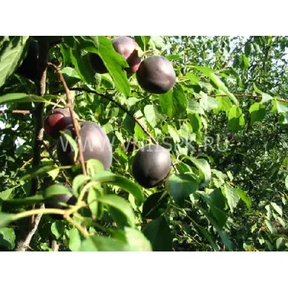 Кубанский черный