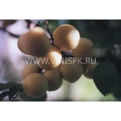 Куйбышевский юбилейный