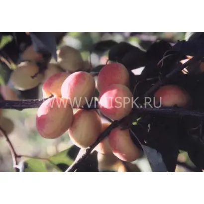 Монастырский