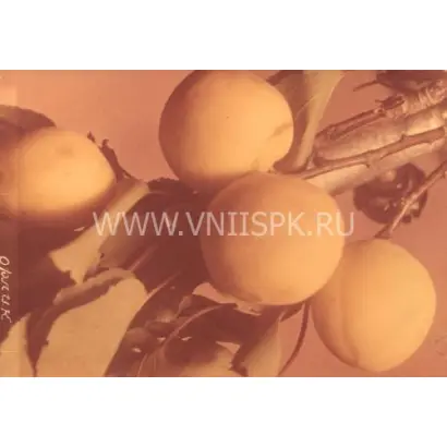 Орлик Ставрополья