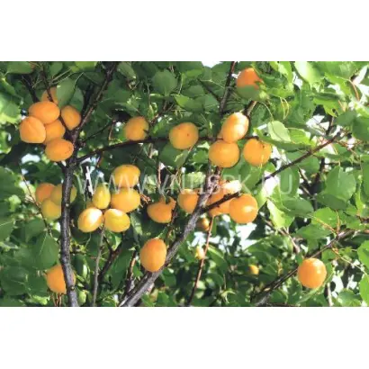 Орловчанин