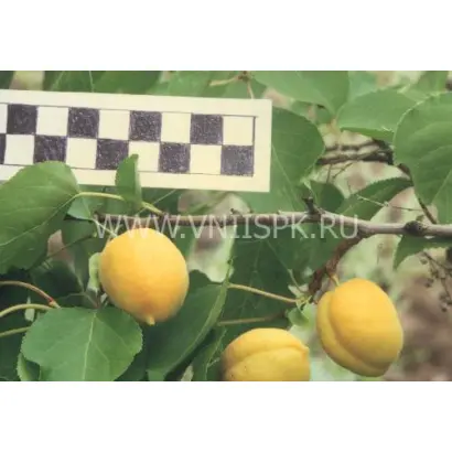 Первенец Самары (Куйбышевский ранний)