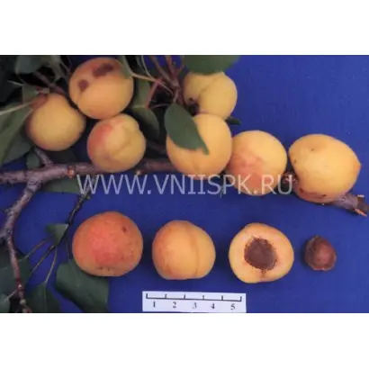 Пётр Комаров