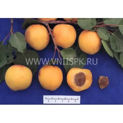 Ранний Марусича